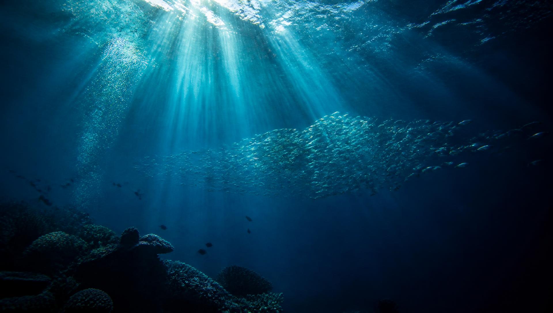 Sunlit coral reef with a school of fish in clear ocean water